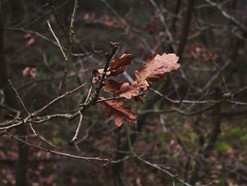 Close-up of dry leaves on branch