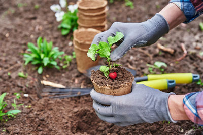Gardener in gloves planting agricultural plant in pot in backyard garden. spring garden work