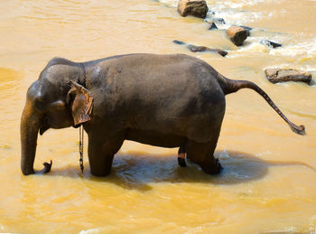 High angle view of elephant in lake