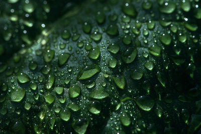 Close-up of water drops on leaves