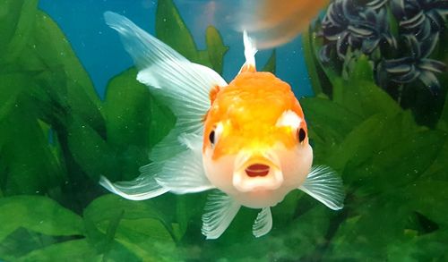 Close-up of fish swimming in aquarium