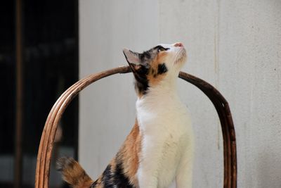 Cat sitting on wall