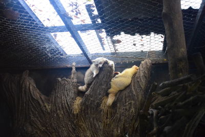 View of a cat resting in cage