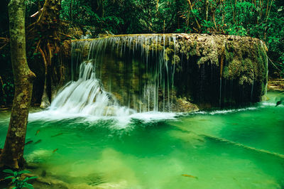 Scenic view of waterfall in forest