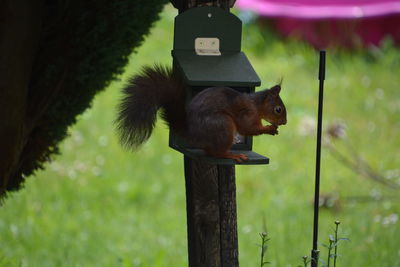 Squirrel on wooden post