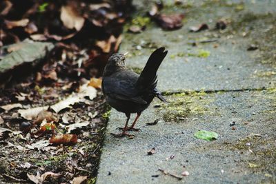 Close-up of bird