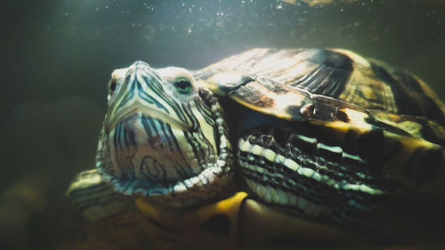 Close-up of turtle swimming in water