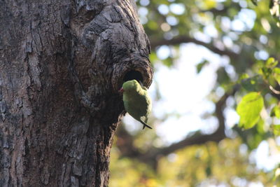 Low angle view of bird perching on tree