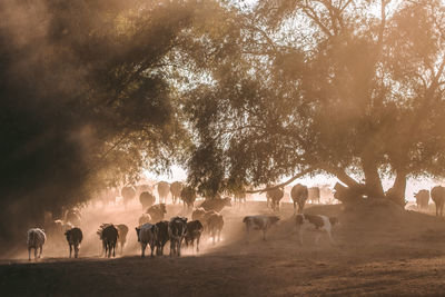 Herd of cows on land