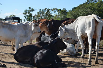 View of cows on field