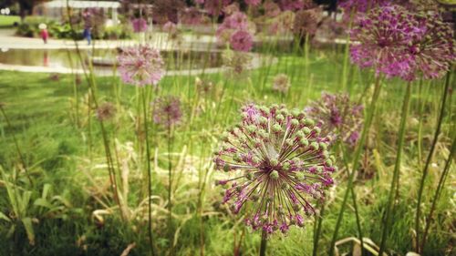 Close-up of pink flowering plants on field