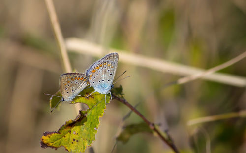 Butterfly on leaf