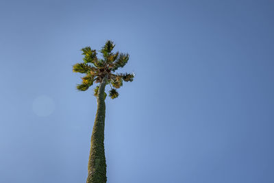 Low angle view of coconut palm tree against clear blue sky