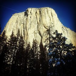 Low angle view of trees against blue sky