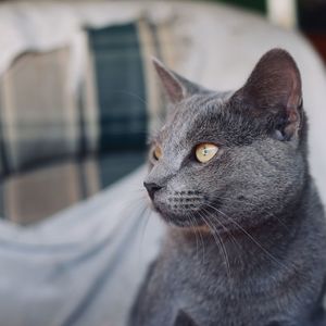 Close-up of cat looking away