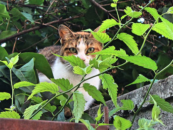 Close-up of cat on plant