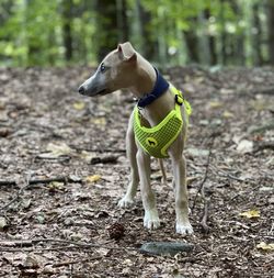 Dog looking away on field