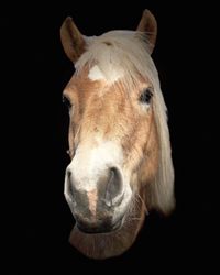 Portrait of horse against black background