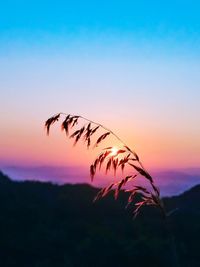 Silhouette plants against sky during sunset