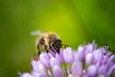 Close-up of bee pollinating on purple flower