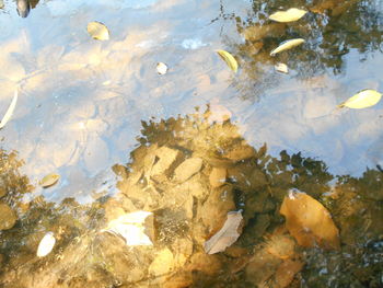 Close-up of ducks in water
