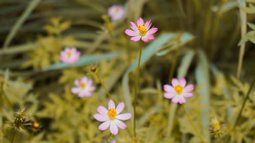 Close-up of pink flowering plants