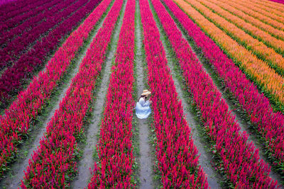 High angle view of purple flower on field