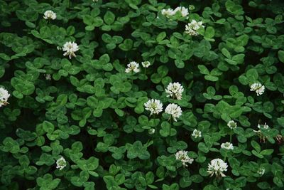 Full frame shot of white flowers