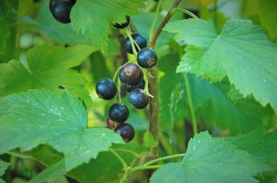 Close-up of grapes growing on tree