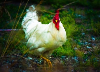 Close-up of rooster on grass