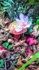 High angle view of crocus flowers on field