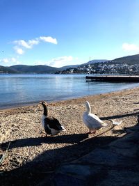 Seagull perching on shore against sky