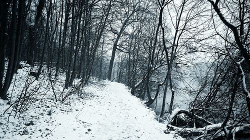 Bare trees on snow covered landscape