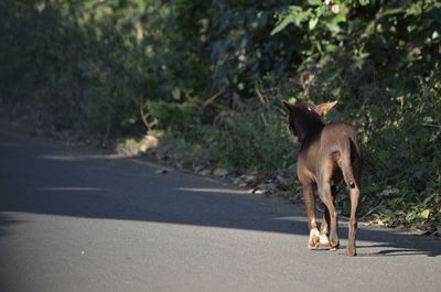 Dog standing on road in city