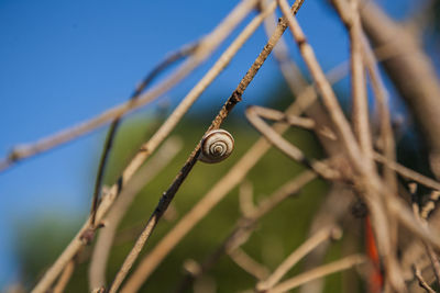 Close-up of snail on plant