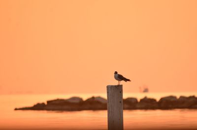 Seagull perching on wooden post