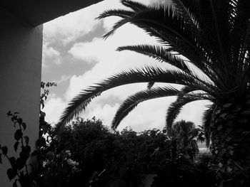 Low angle view of palm trees against sky