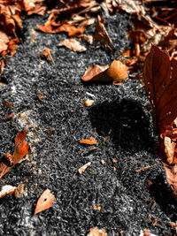 High angle view of dry leaves on field