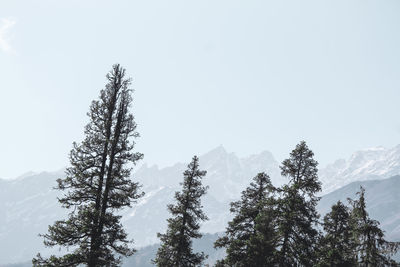 Low angle view of pine trees against sky