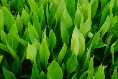 Full frame shot of fresh green plants