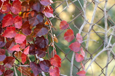 Close-up of red leaves on branch