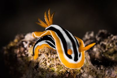 Close-up of a nudibranch in red sea