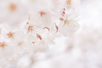 High angle view of white flowers blooming in park