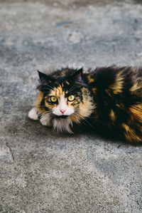 High angle portrait of cat on street in city