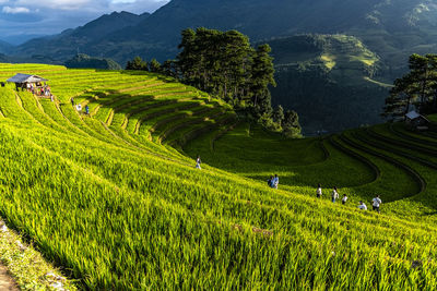 Scenic view of agricultural field