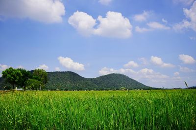 Scenic view of agricultural field against sky