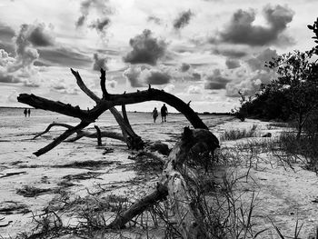 View of driftwood on beach against cloudy sky