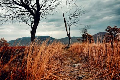 Bare trees on field against sky