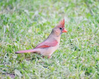 Close-up of a bird on grass