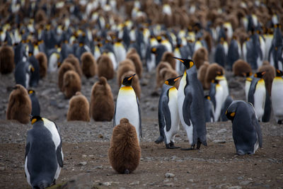 View of penguins on ground